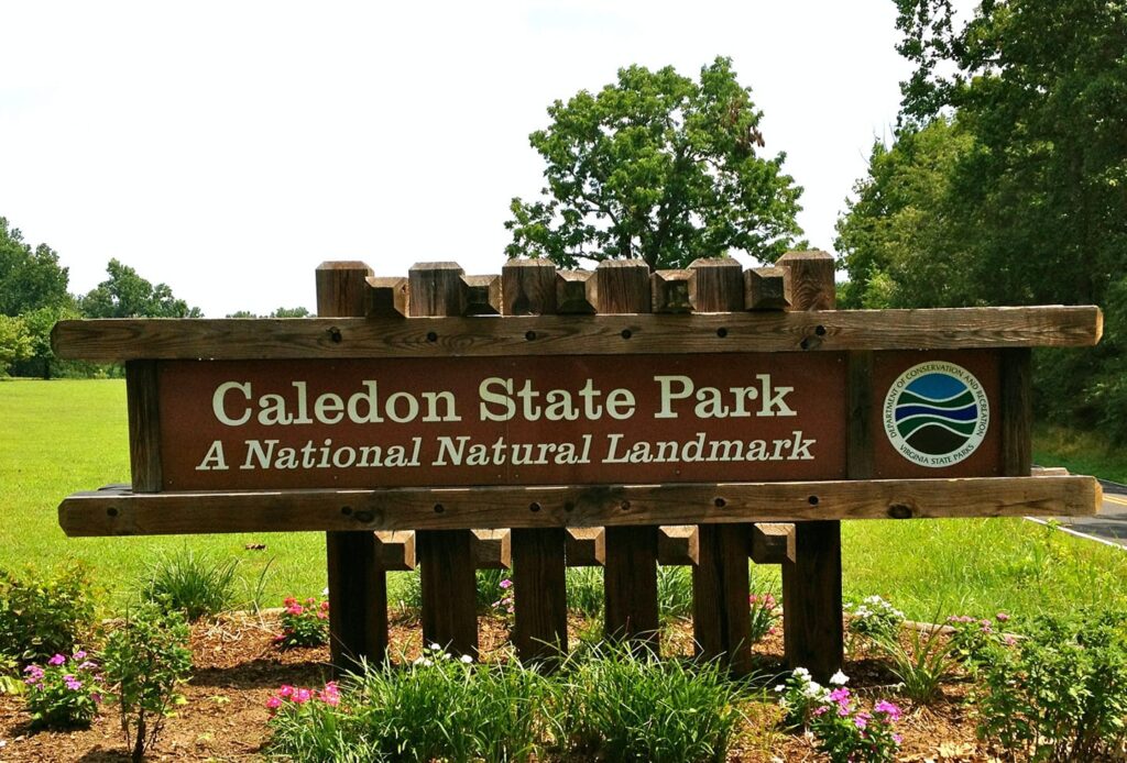 Winter’s Wild Woodpeckers