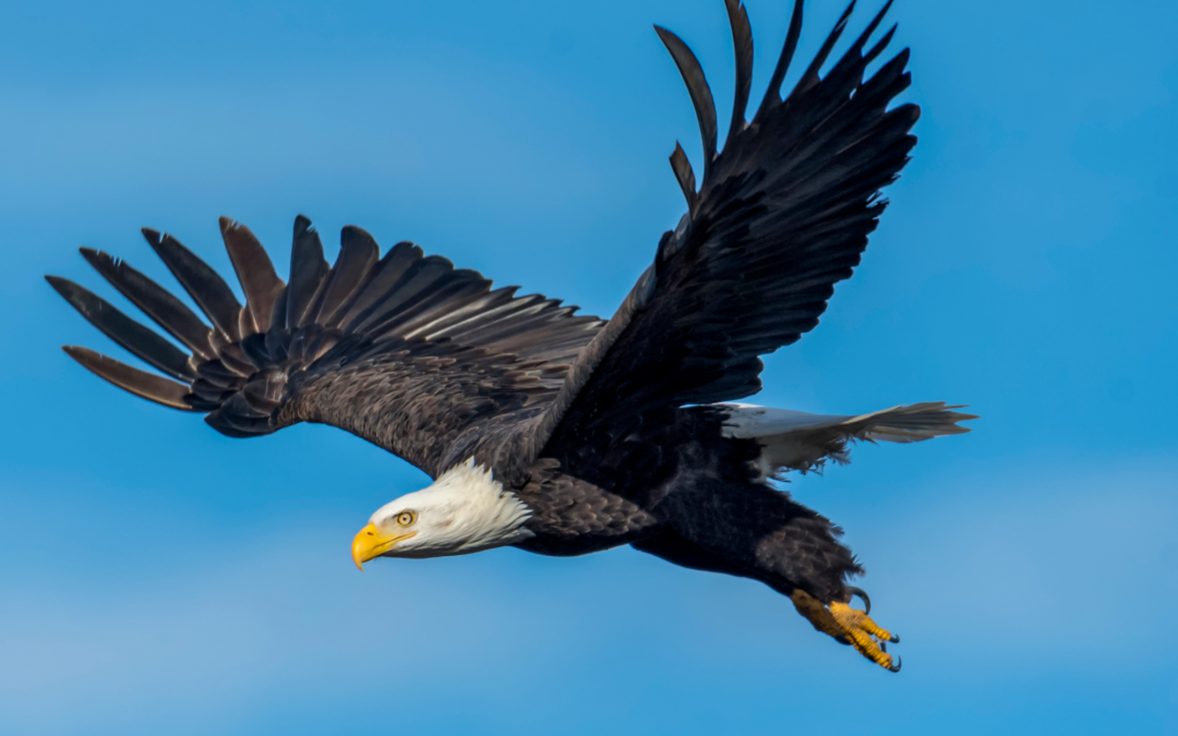 Flying eagle