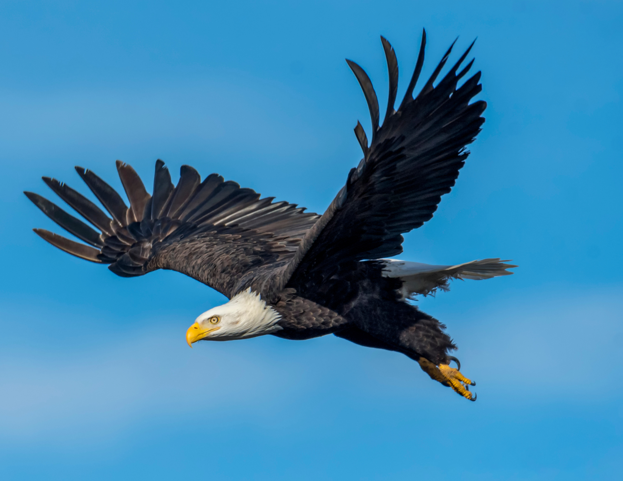 Flying eagle
