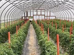rows of plants inside a greenhouse